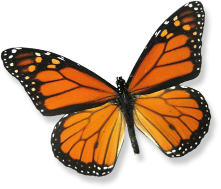 About Butterfly Releases - Framed Monarch Butterfly Riker Mount (6" X 5") (442x379)