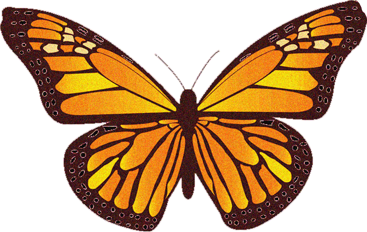 Orange Butterfly Png - Monarch Butterfly Note Cards (1200x816)