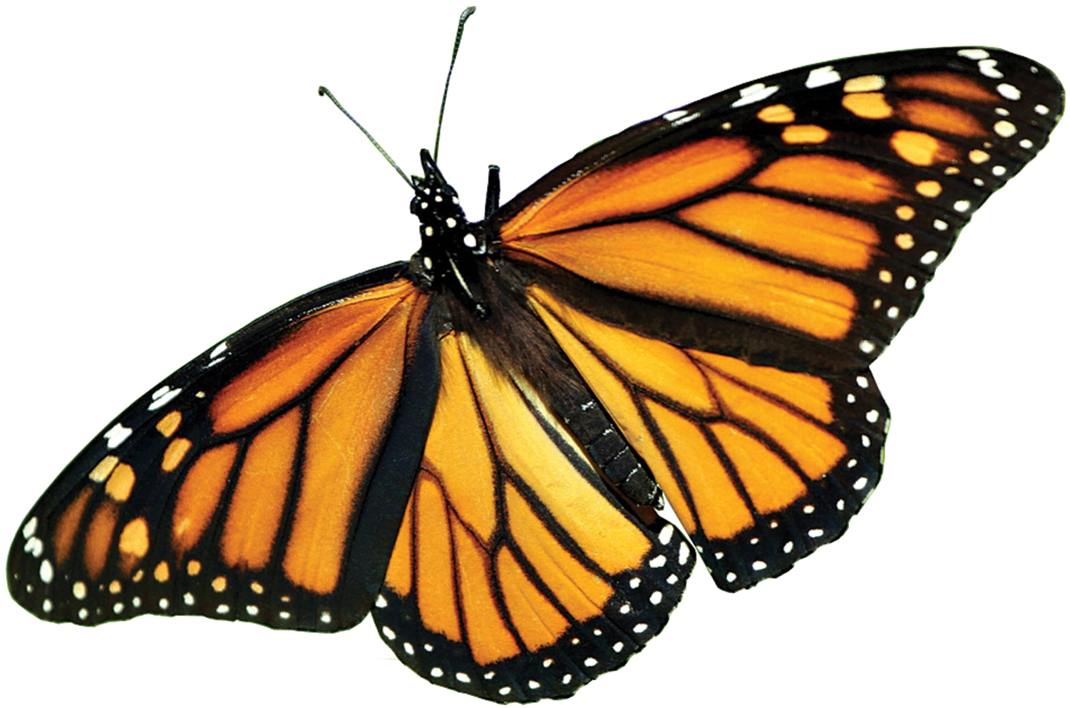 Monarch Butterfly Png Picture - Real Monarch Butterfly Wings (1500x1000)