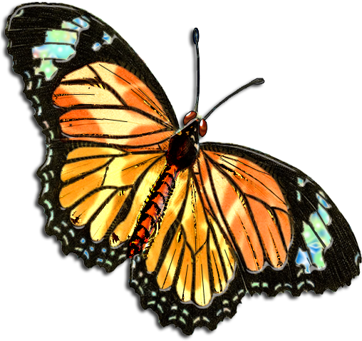 Butterflies-3 - Kunstdruck: Duncan's European Butterflies And Moths, (512x512)