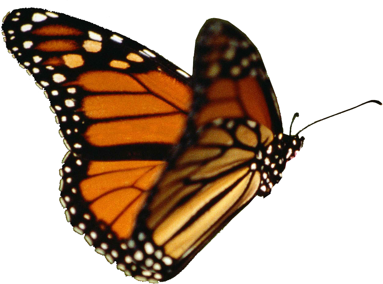 Butterfly Png By - Transparent Background Butterfly Gif (1372x994)