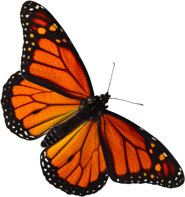 Monarch-butterfly - Real Butterfly Transparent Red (757x800)