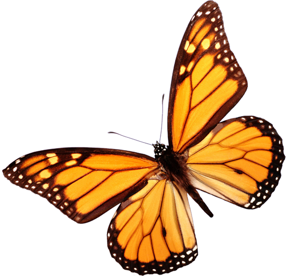Contact Us - Monarch Butterfly White Background (591x569)