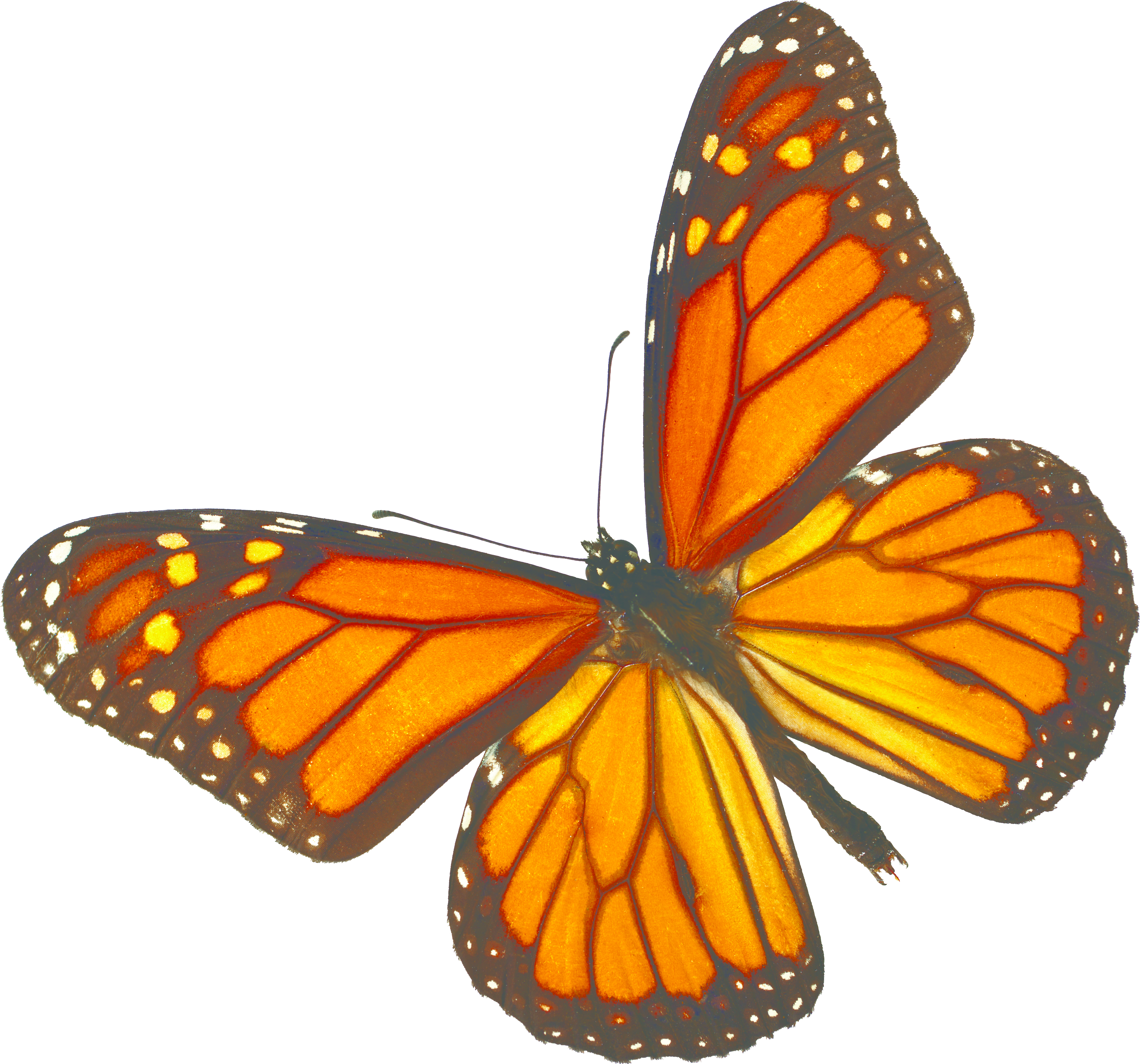 Nature Centers - Monarch Butterfly White Background (5274x5274)