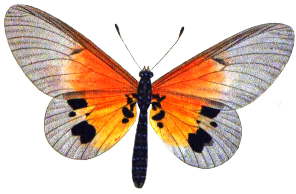 Butterfly 3 Png Stock By Lubman Butterfly 3 Png Stock - Large Copper (1024x795)