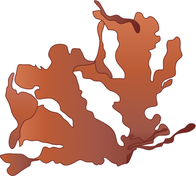 Cryptopleura Ramosa - Macroalgae - Vector Illustration/drawing - Florideae (400x359)