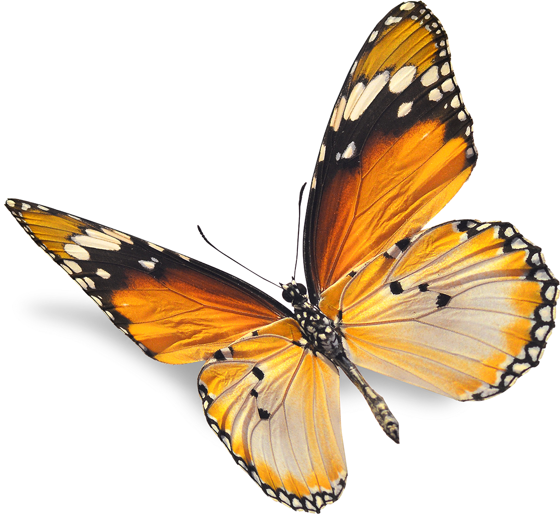 Real Butterfly Png - Natural Images Png (1147x1056)