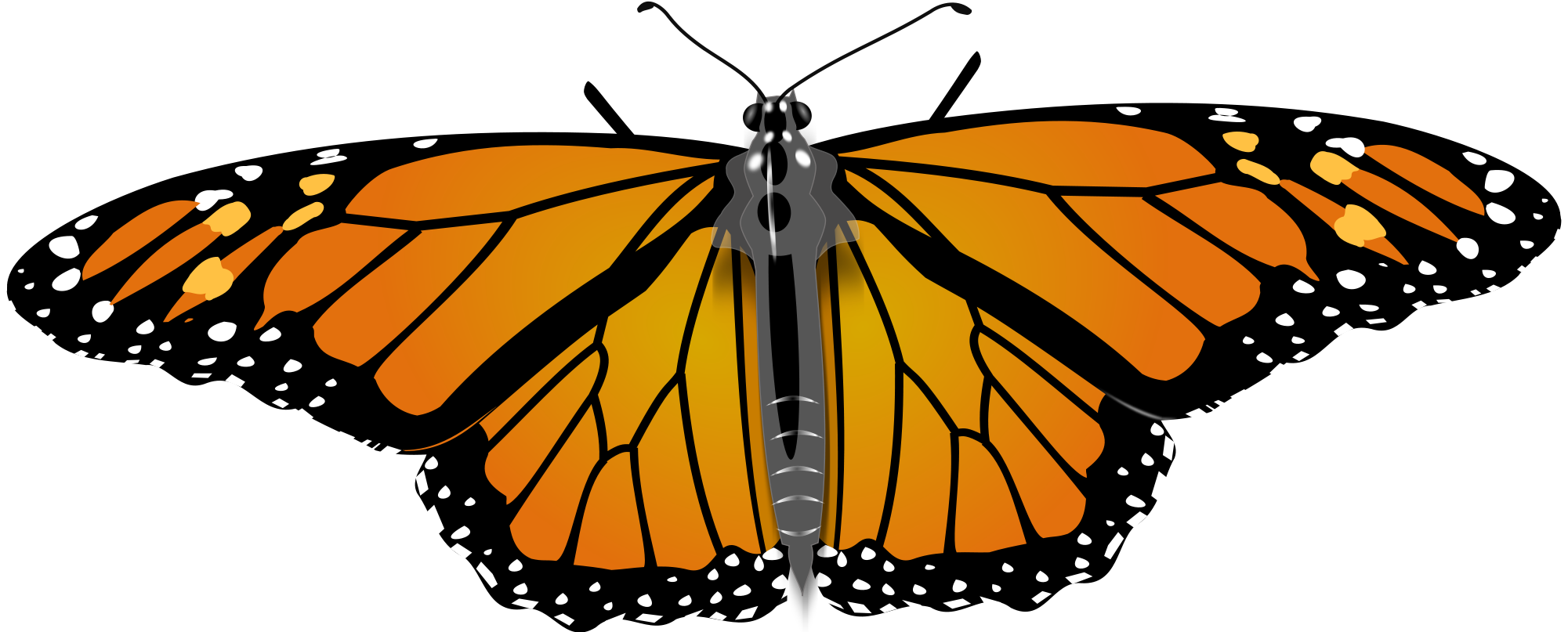 Open - Hd Monarch Butterfly Transparent (2000x836)