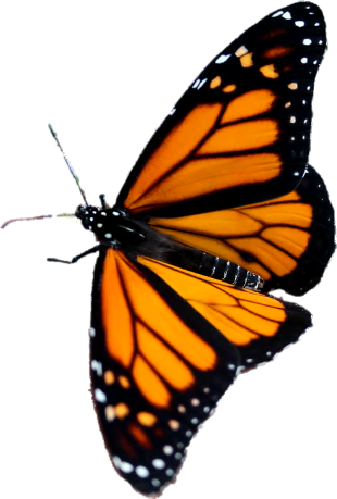 Butterfly 3 Transparent Background Png - Angangueo (310x459)