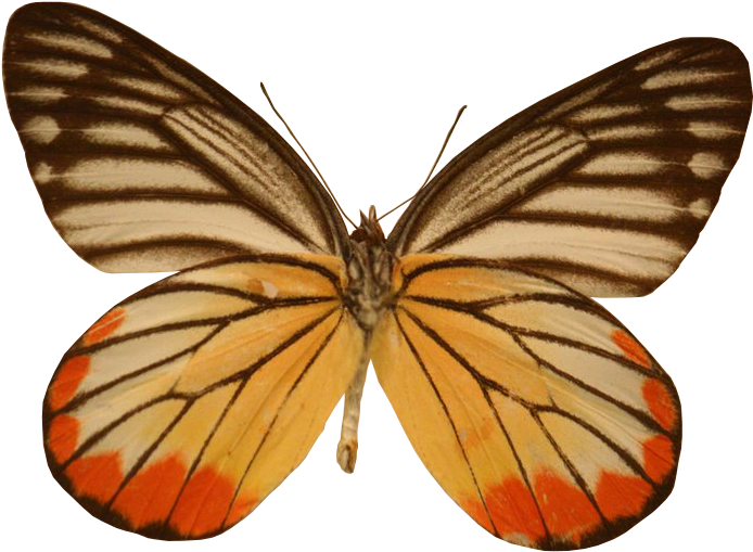 Orange Yellow Butterfly Precut Stock By Cowgirl Kate - December Butterfly Notebook & Journal. Productivity (705x518)