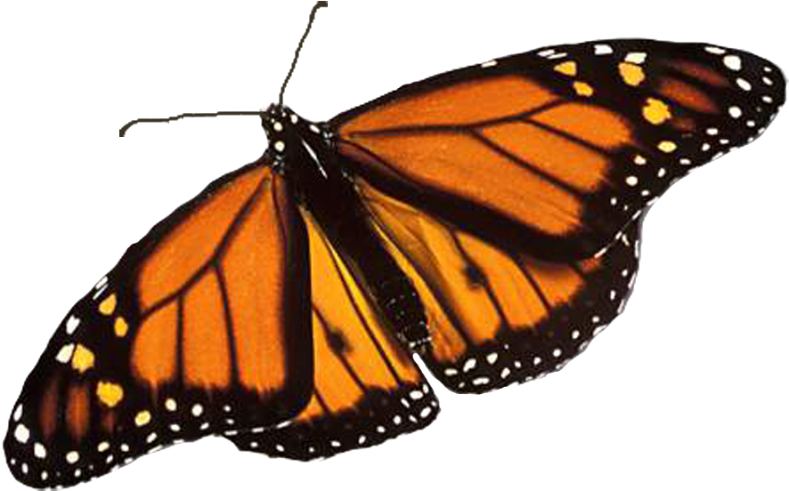 Monarch Butterfly Png Image Background - Line Of Symmetry Of Butterfly (900x577)