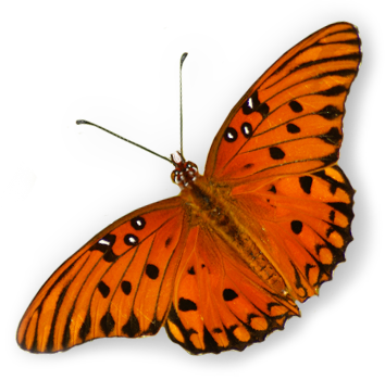 Butterfly-only - Monarch Butterfly (354x350)