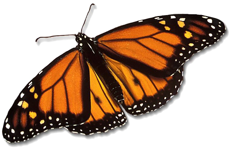 Monarch Butterfly Png Free Download - Line Of Symmetry Of Butterfly (1024x768)