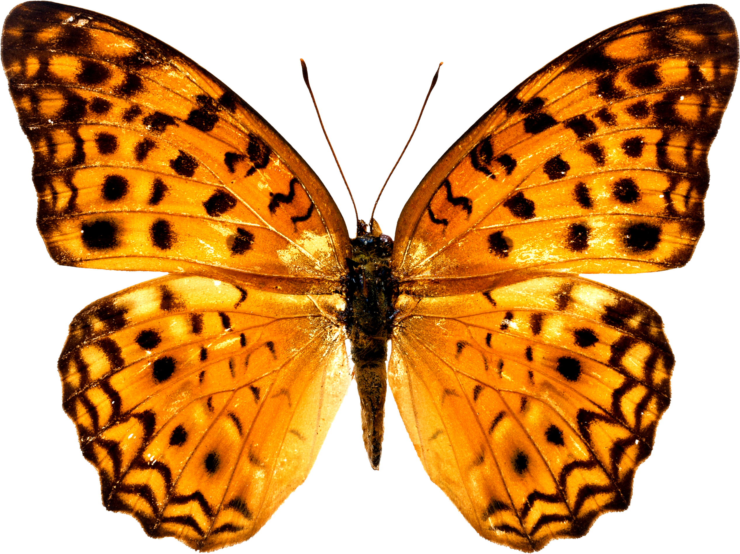 Colorful Butterfly Wallpapers Free Download Ultra Hd - Butterfly Images Free Download (2534x1898)