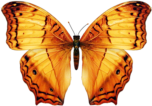 Butterfly-big - Orange Butterfly On Png (500x348)
