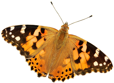 Butterfly Transparent (438x340)