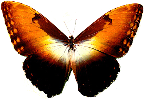 Morpho Hecuba Obidona Sunset Butterfly 2 - Sunset Butterfly Wings (500x344)