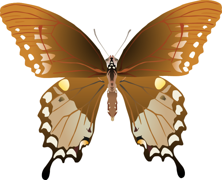 Butterfly Png Images - Swallowtails (724x586)