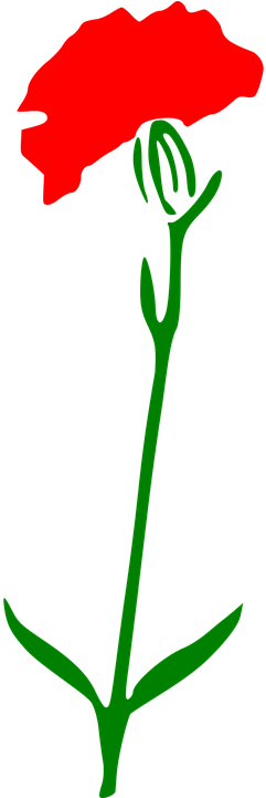 Carnation Flower Cliparts 4, Buy Clip Art - Garofano Png (360x720)