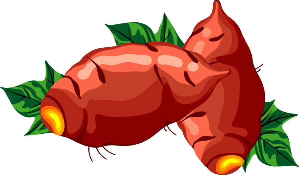 Sweet Potato Cartoon - Cartoon Sweet Potatoes (1478x973)