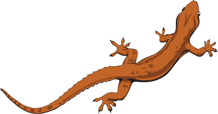 Newt Clipart Lizard - Lizard Transparent Background (786x423)