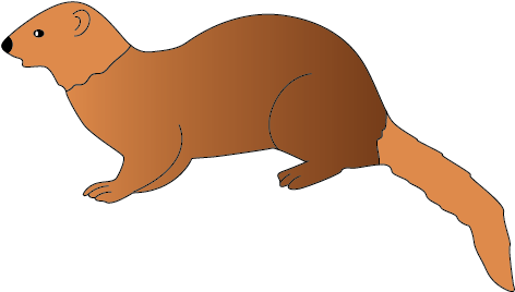 Mongoose Clipart - Marine Mammal (508x508)