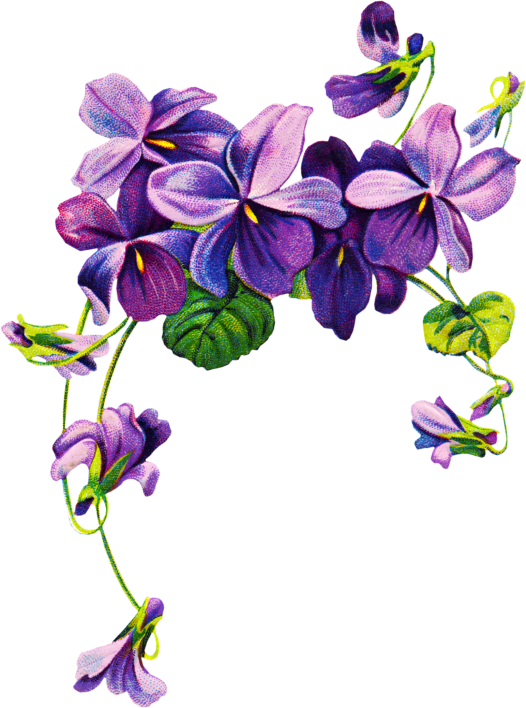 Purple Flower Border Clip Art - Violets Drawing (761x1024)