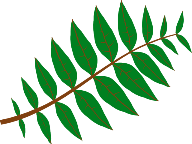 Fern Clipart Daun - Leaf Clip Art (640x480)