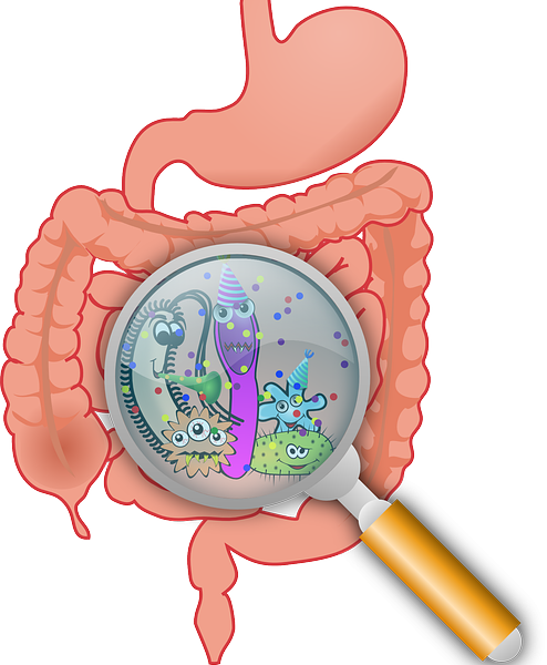 Bacteria Intestinal (494x600)