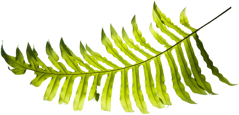 Did You Know That By Taking One Of Our Hawaii Tours - Fern (759x367)