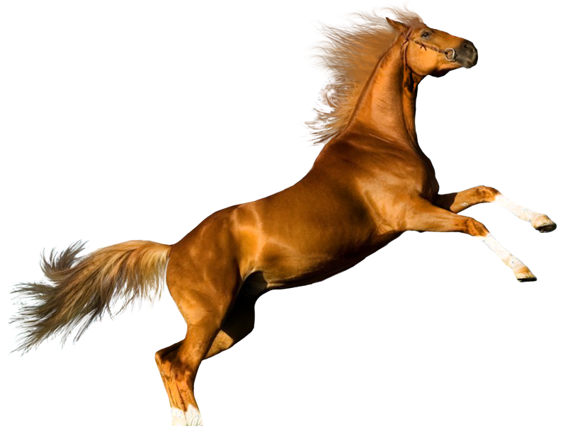 El Trabajo Final Debera Quedar Como La Siguiente Imagen - Transparent Background Horse Transparent (795x609)
