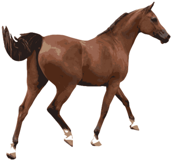 Ilustração Em Vetor Colorido De Um Cavalo Masculino - Imagenes De Un Caballo Png (500x353)