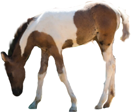 Eeliiswageditions 3 4 Caballo Png -eeliiswag By Eeliiswageditions - Sorrel (500x426)