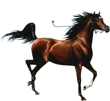 More Like Caballo Png -eeliiswag~ By Eeliiswageditions - Imagenes De Caballos Png (413x358)