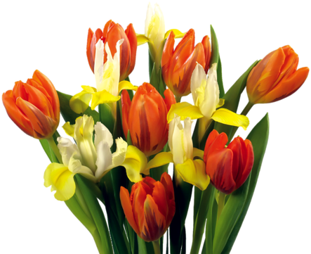 Png Lale, Png Tulips, Png Lale Resimleri, Png Tulips - Flower Bouquet (500x375)