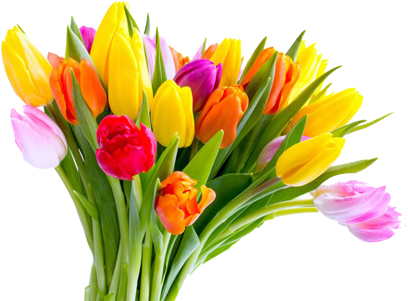 Mothers Day Tulip Flower Bouquet - Tulips For Mother's Day (650x464)