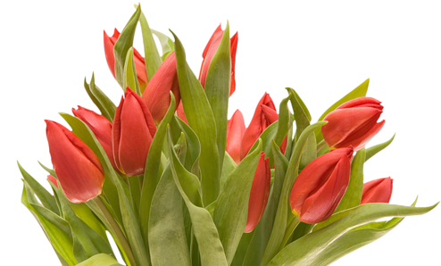 Png Lale Resimleri, Tulip Png Pictures - Flowers Png Tulip (500x333)