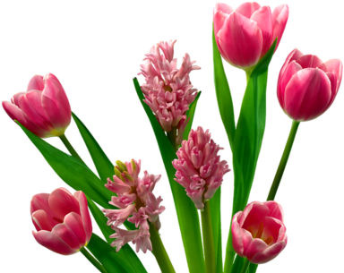 [ Img] - Hyacinth (500x313)