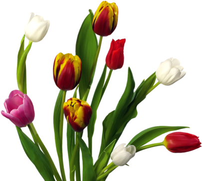 Png Lale, Png Tulips, Png Lale Resimleri, Png Tulips - Gif Animados De Tulipanes (500x375)