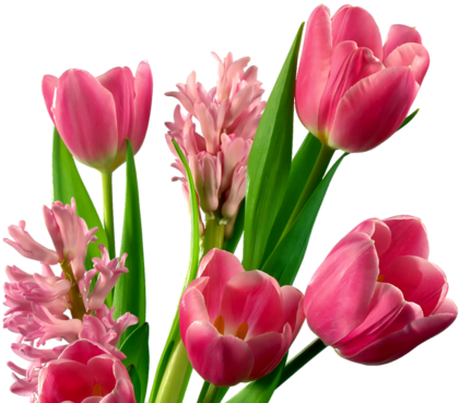 Png Lale, Png Tulips, Png Lale Resimleri, Png Tulips - Usaying Vintage Colock Tulip Flower Cotton Linen Memory (500x375)