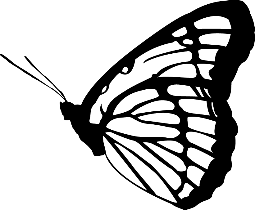 Butterfly Vector - Adult Stage Of Butterfly (821x677)
