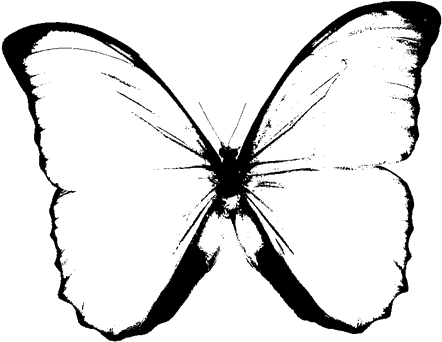 Black And White Butterfly Clipart - Butterfly Png Black And White (626x483)