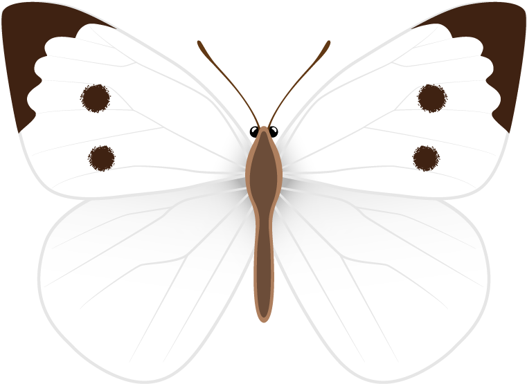 White Butterfly Png Clipart Image - Clip Art (816x592)