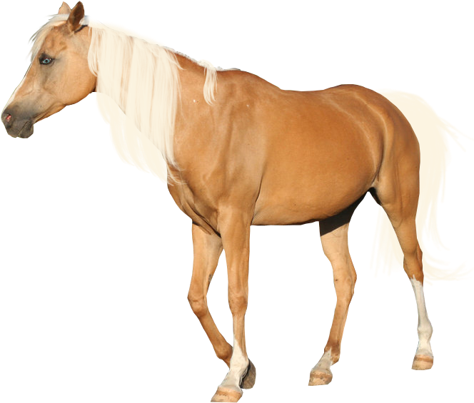 Precut Palomino By Looserfaceman - Horse Palomino Without Background (715x600)