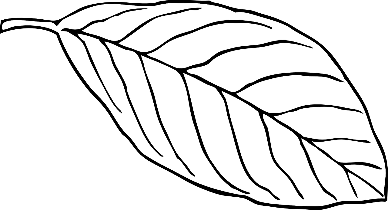 Outline Of A Butterfly 15, Buy Clip Art - Leaf Outline White (1280x694)