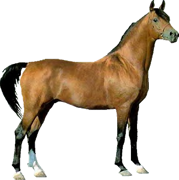 Chestnut Horse Clipart - Horse Clipart Real (350x352)