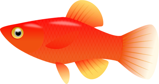 Backgrounds For Fish Clipart Transparent Background - Goldfish (541x287)