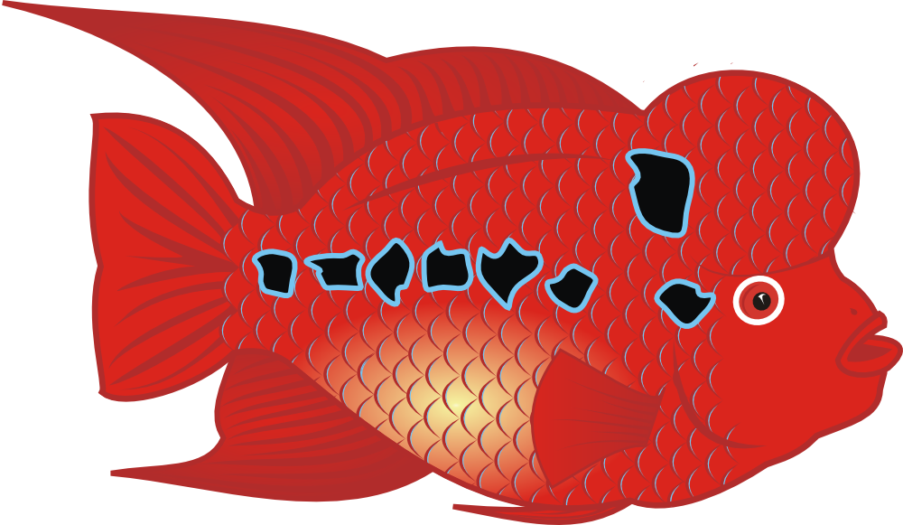 Flowerhorn Fish - Flower Horn Fish Clipart (1000x581)