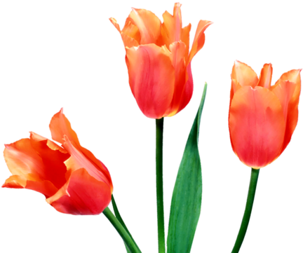 Png Lale, Png Tulips, Png Lale Resimleri, Png Tulips - Tulip Flower (500x375)