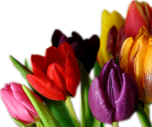 Png Lale Resimleri, Tulip Png Pictures - Тюльпаны В Png (500x418)